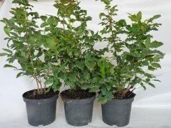 Mahonia aquifolium / Mahonie, 30-40cm, im Container - derzeit nicht verfügbar