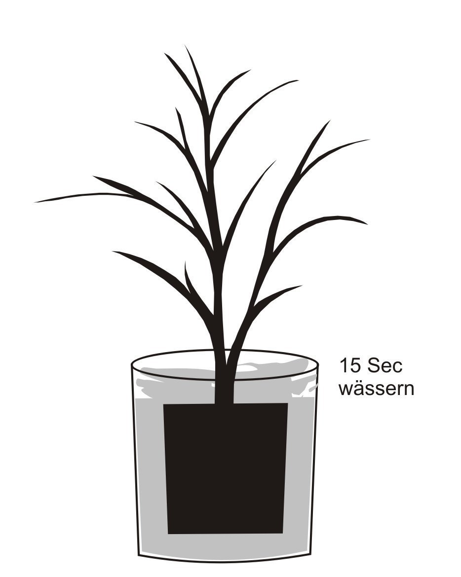 Pflanzanleitung - Pflanze vorher in Wasser eintauchen